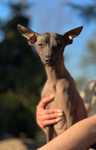 Nagi Pies Meksykański Miniaturowy * XOLO * XOLOITZCUINTLI Wilkoria FCI