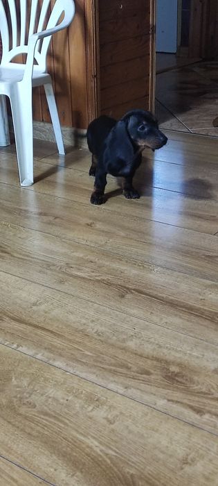 Jamnik krótkowłosy czarny podpalany samczyk