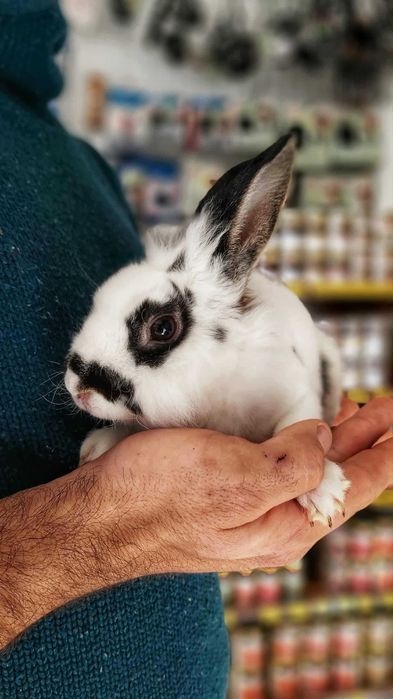 Królik, Króliczki Karzełek Baranek