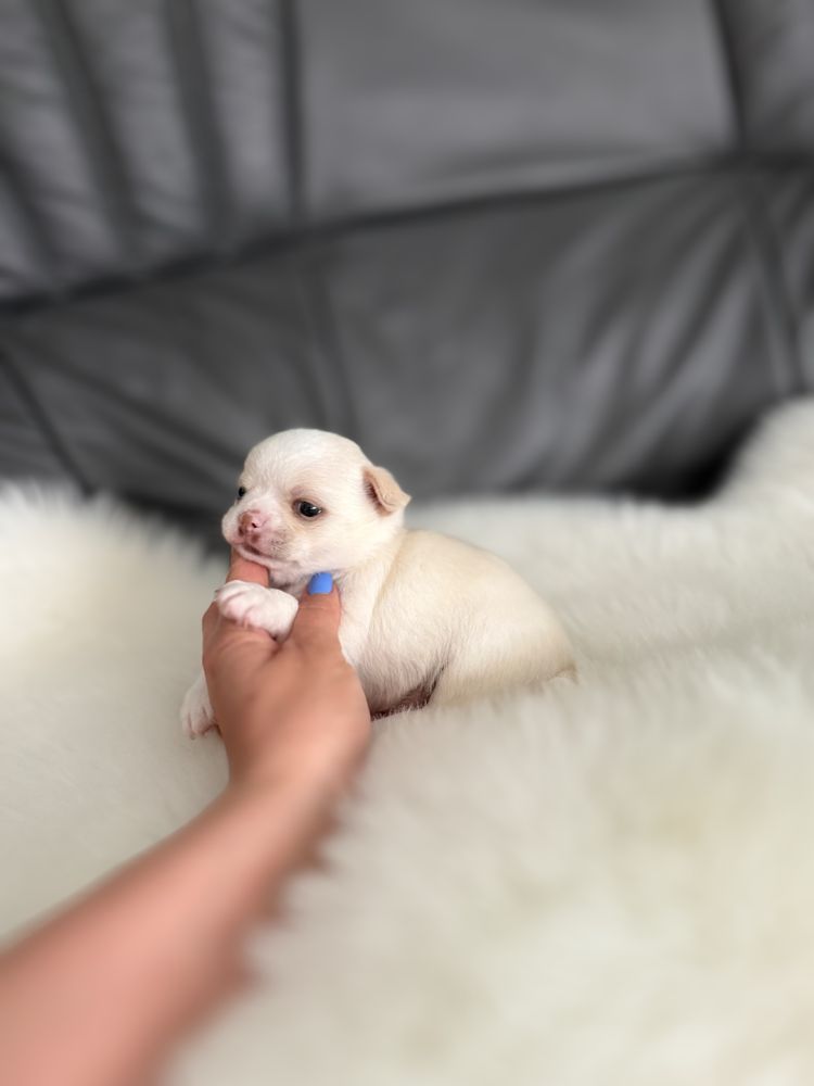 Chihuahua piesek krotkowlosy zkwp/fci