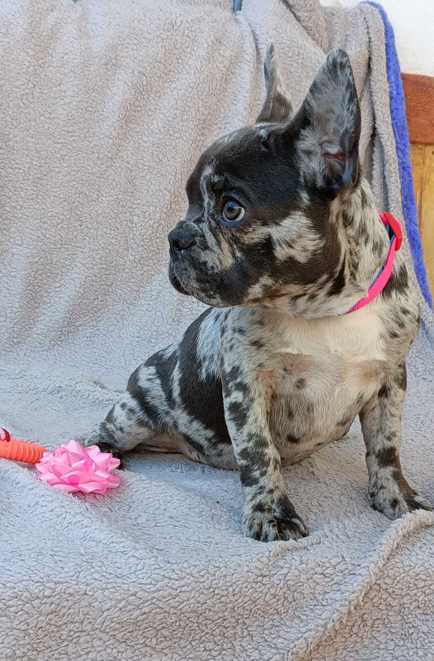 Bulldogue francês fêmea
