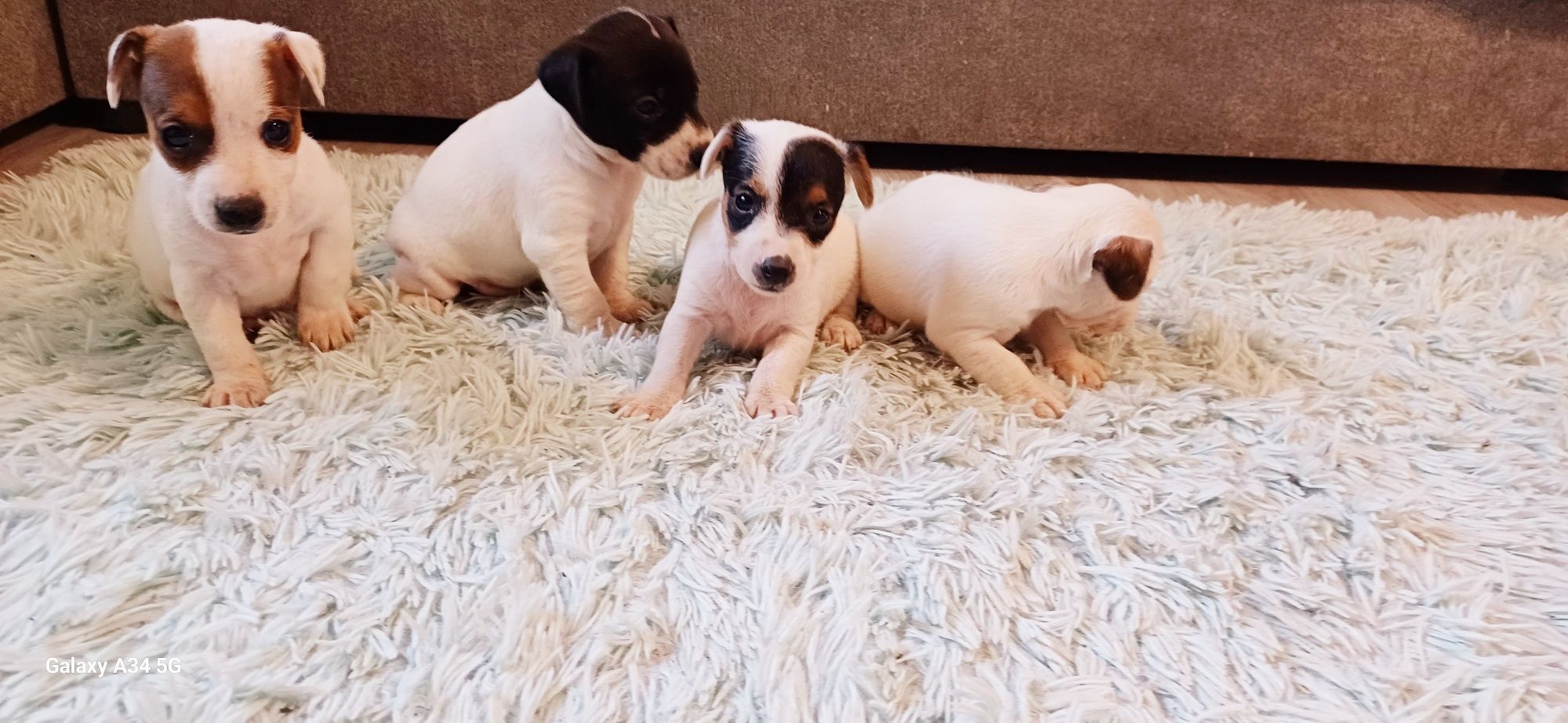 Suczka Jack Russell Terier