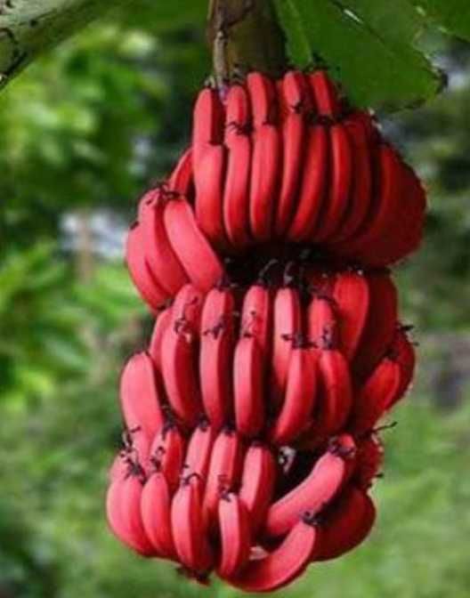 Promoção Árvores frutos tropicais raros- Portes grátis