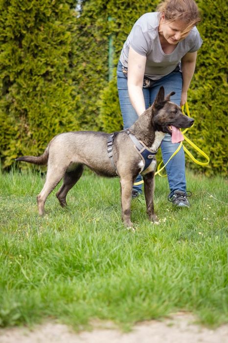 Lara szuka domu Schronisko Napierki