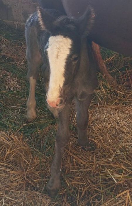 Stanówka Irish Cob / Tinker Ponpon ze Sedmi Dvoru