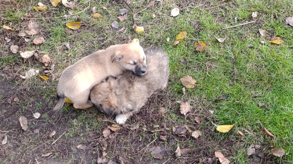 Віддам цуценят у добрі руки