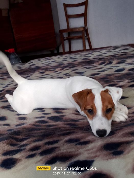 Девочка Джек Рассел терьер