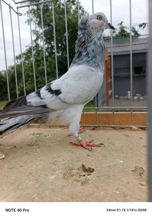 Garłacze Górnośląskie Koroniaste