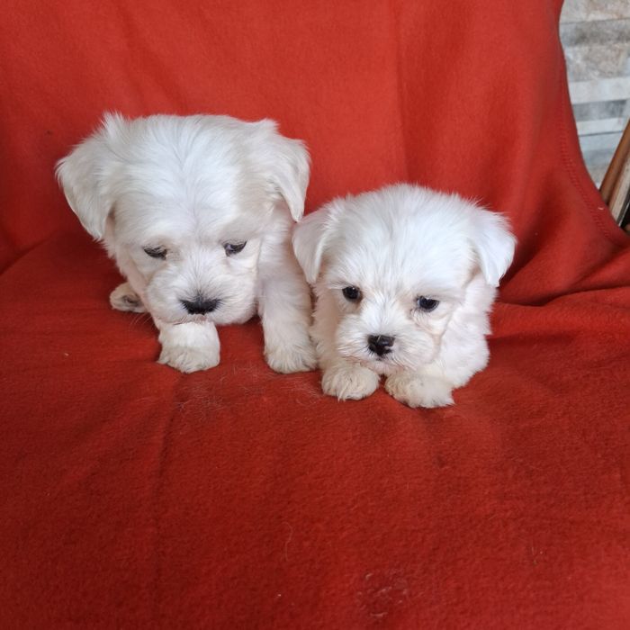 Maltańczyk sunia rodowód +wyprawka