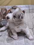Piesek Border Collie Red Merle