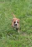 Top Szczenię po Championach American Staffordshire Terrier Amstaff FCI