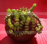 8 Diferentes Suculentas Catos Plantas Interior Mudas Vasos Jardim Flor