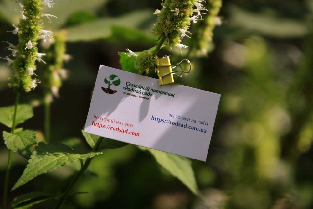 Лофант тибетський насіння (0,5 г прибл 1200 шт) індійська м'ята семена