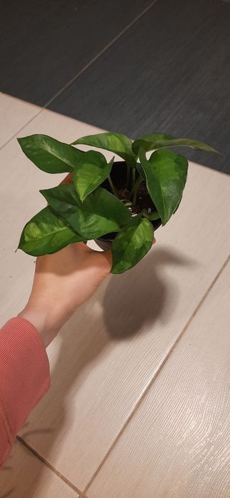 Zestaw kwiatów doniczkowych