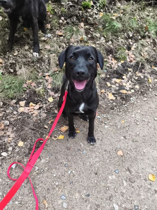 Mini labradorka Kokosanka szuka domu!