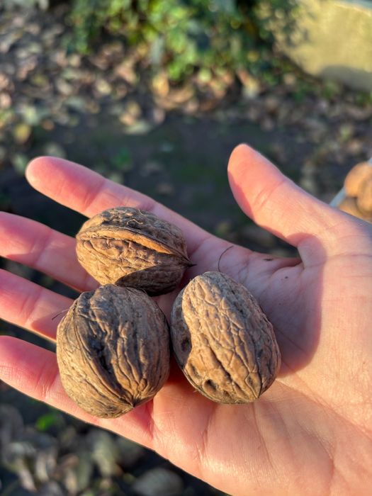 Vendemos nozes de produção própria