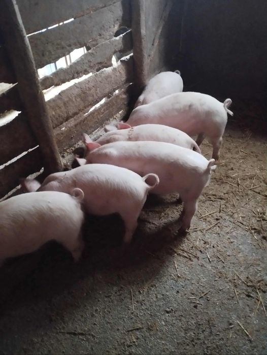 Продам поросят Велика Біла-Ландрас 15-18 кг