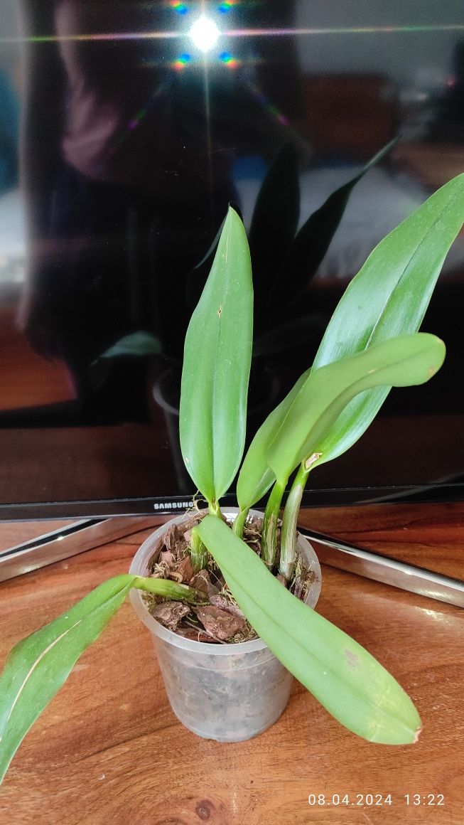 Орхидея Каттлея  взрослая