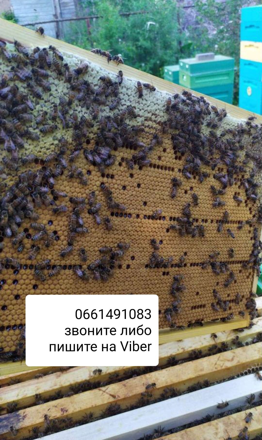 Продам пчелопакеты