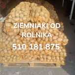 Ignacy  ziemniaki wielkości sadzeniaka..