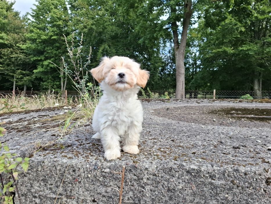 maltipoo szczeniak