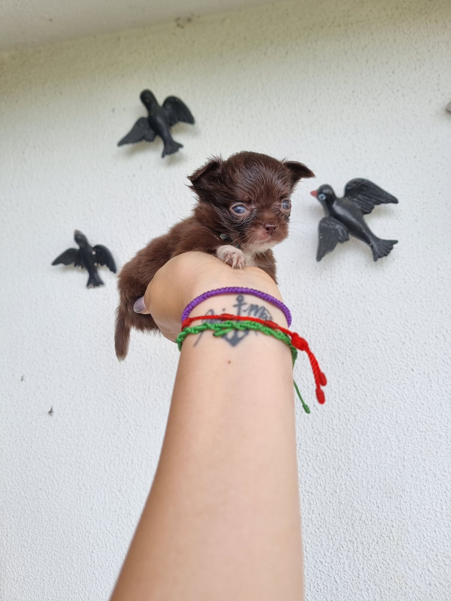 Fabulosa Fêmea Chihuahua  Pêlo Comprido