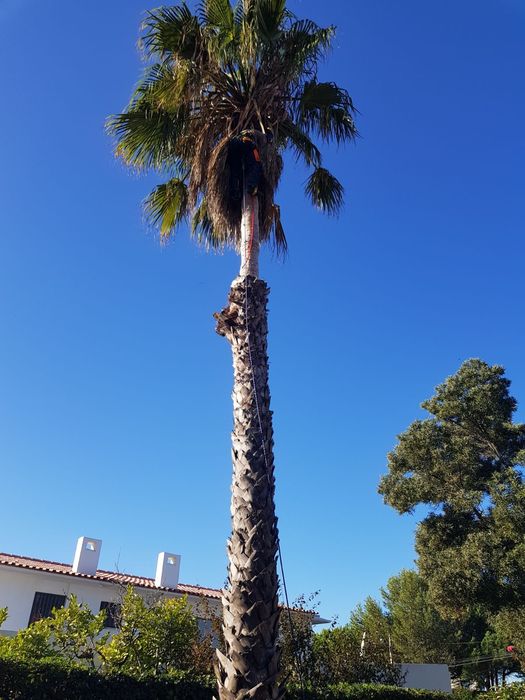 Jardineiro serviços de jardinagem