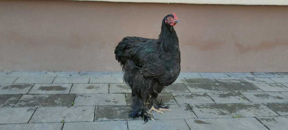 Sprzedam koguty z2025