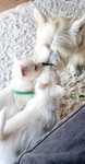West Highland White Terrier- suczka