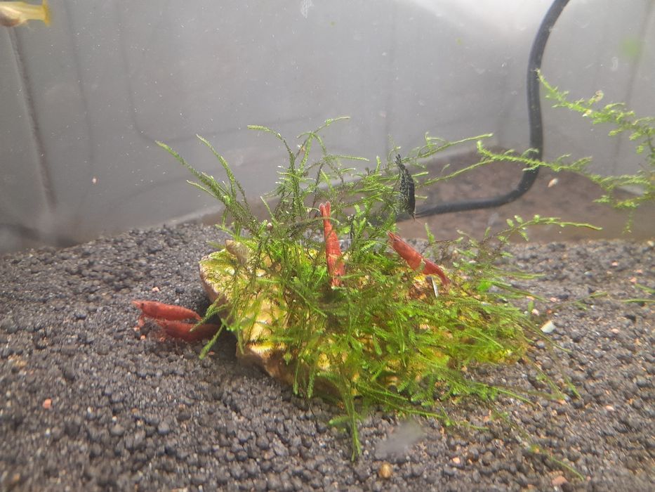Guppys e camarões