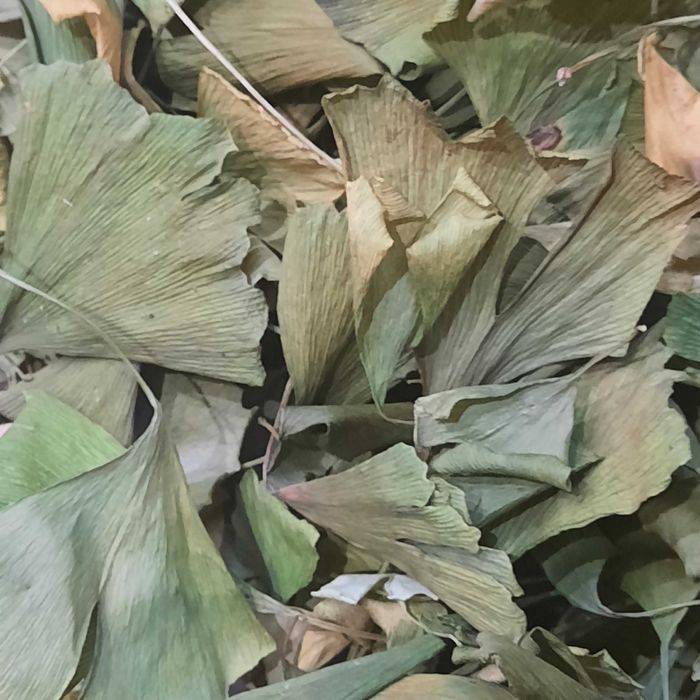 Suszone liście zielono słomkowe. Glinko biloba miłorząb japoński