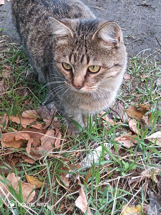 Мурка шукає родину