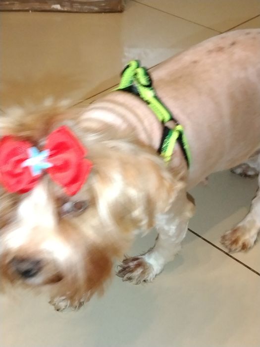 York goldust dorosła suczka