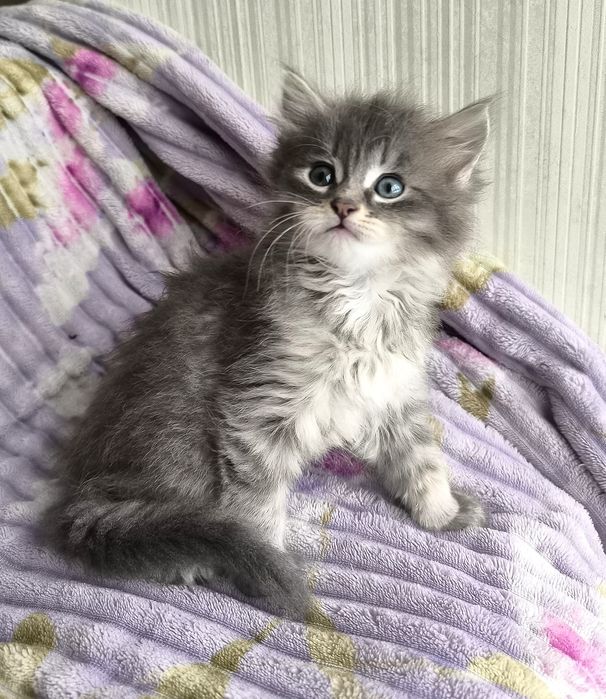 Кошеня хлопчик мейн-кун