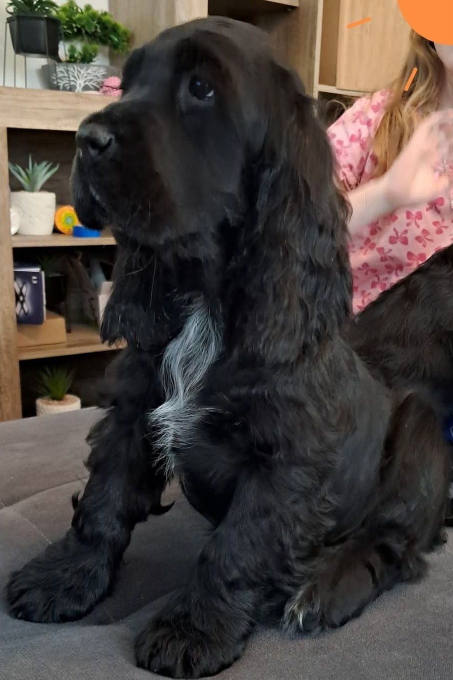 Cocker spaniel angielski