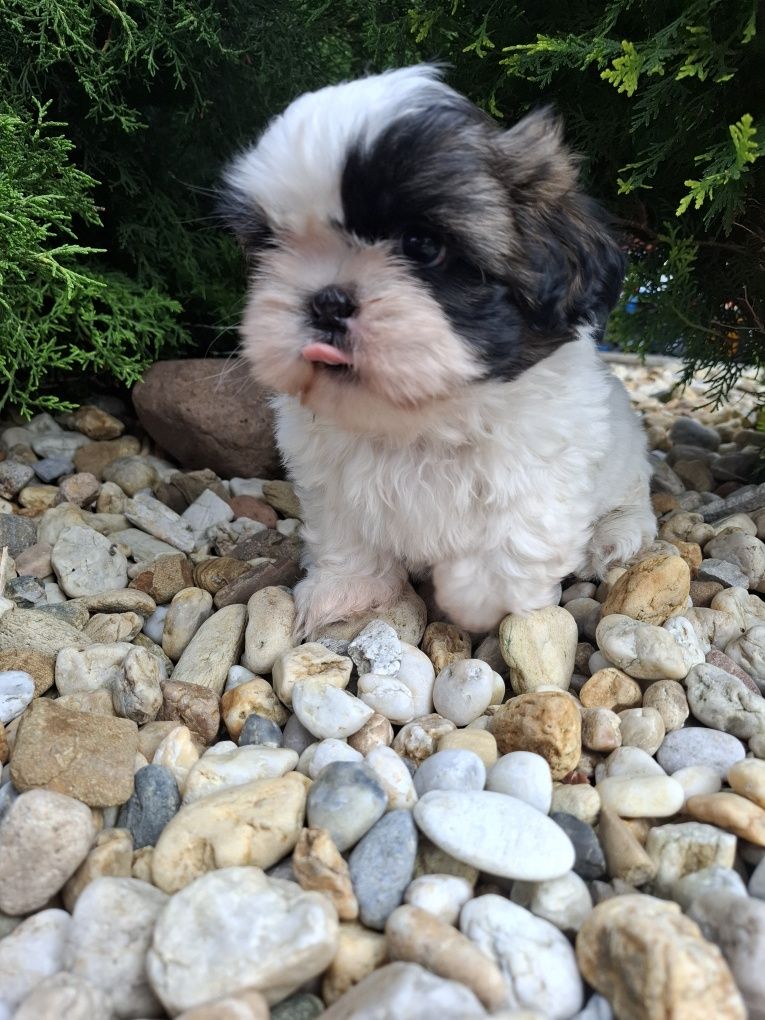 Shih tzu piesek szczeniaczki gotowe do odbioru