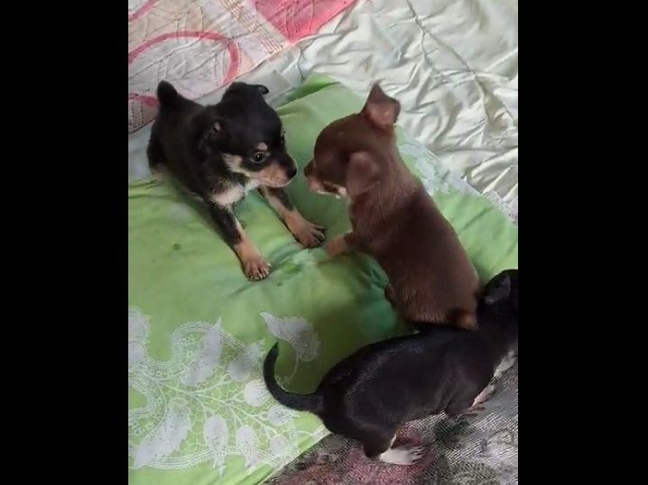 Чихуахуа на выбор !