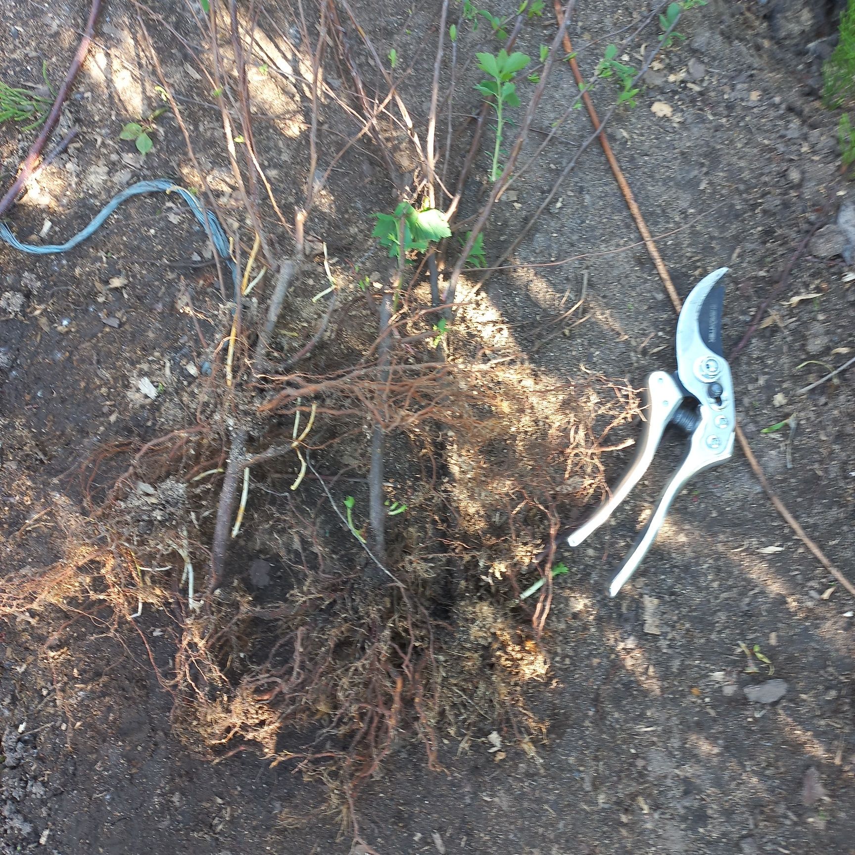 Продам спирею Вангута (невеста) Spiraea