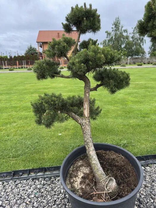 BONSAI - Formowane krzewy ozdobne / Wysoka jakość!