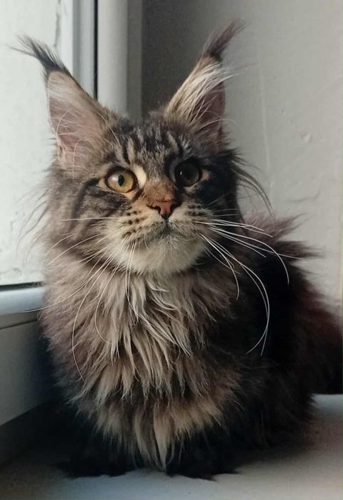 Koteczka Maine Coon z rodowodem