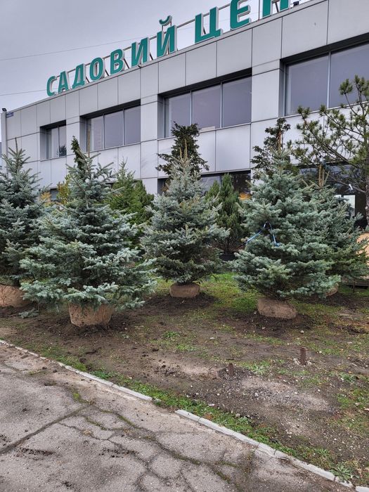 Живі новорічні Ялинки/Кримські Сосни/Псевдотсуги