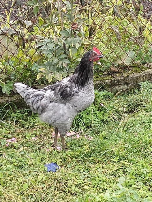 Молоді півні на продаж