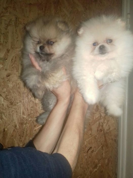 Щенки в тип мішка! До свят. Львів