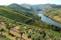 Azeite do Alto Douro vinhateiro