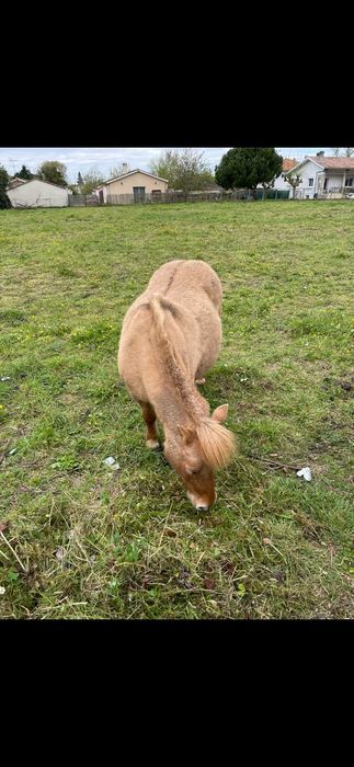 Ovelhas* cabras . Animais de Quinta.