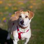 Pilne!! Blondi ok 3 let.wyjątkowa sunia do adopcji Wa-wa