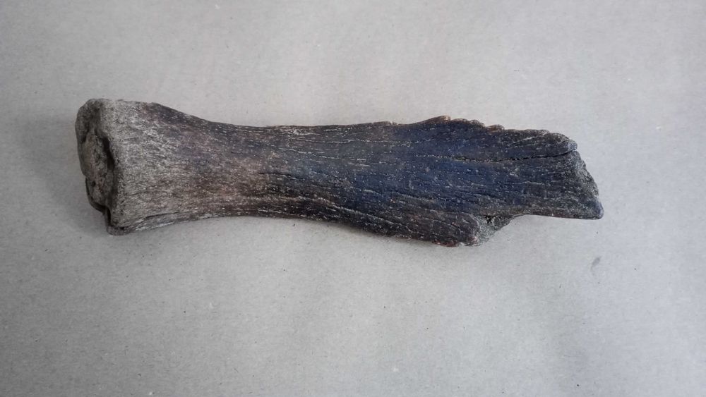 Fragment kości mamuta