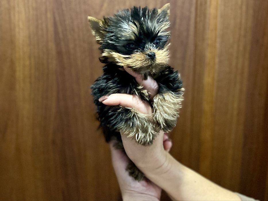 Щенки йоркширского терьера