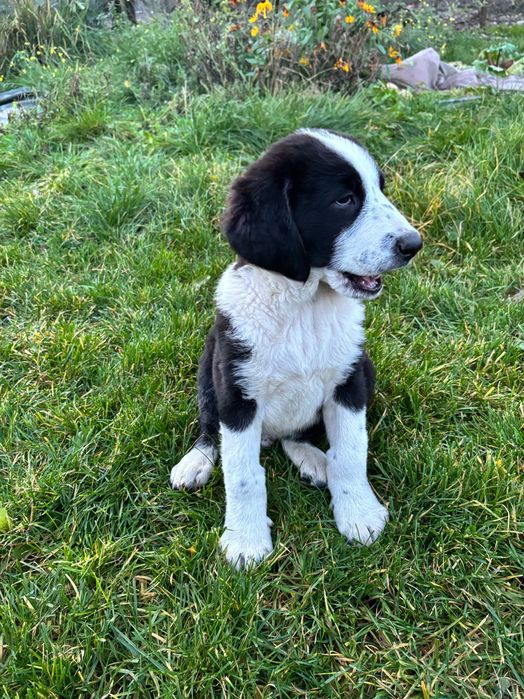 Owczarek środkowoazjatycki, CAO, alabai