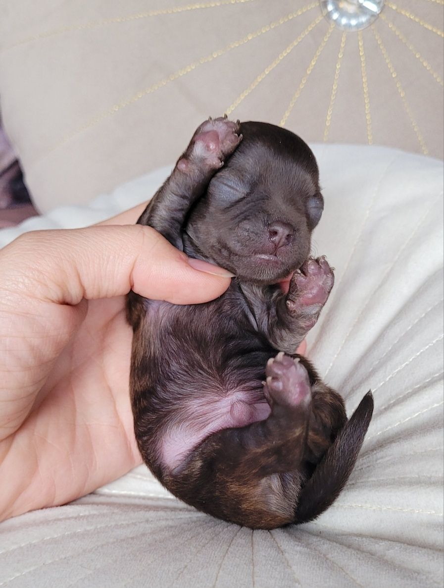 Chihuahua piesek . Może byc również jako REPRODUKTOTOR rzadkość! Jedyn